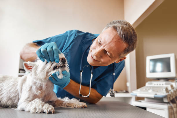 Best Emergency TMJ Treatment in Craigsville, WV